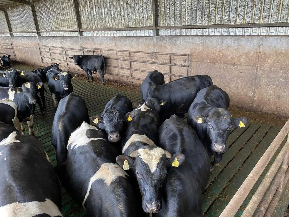 2025 Born Bulls - Image 4
