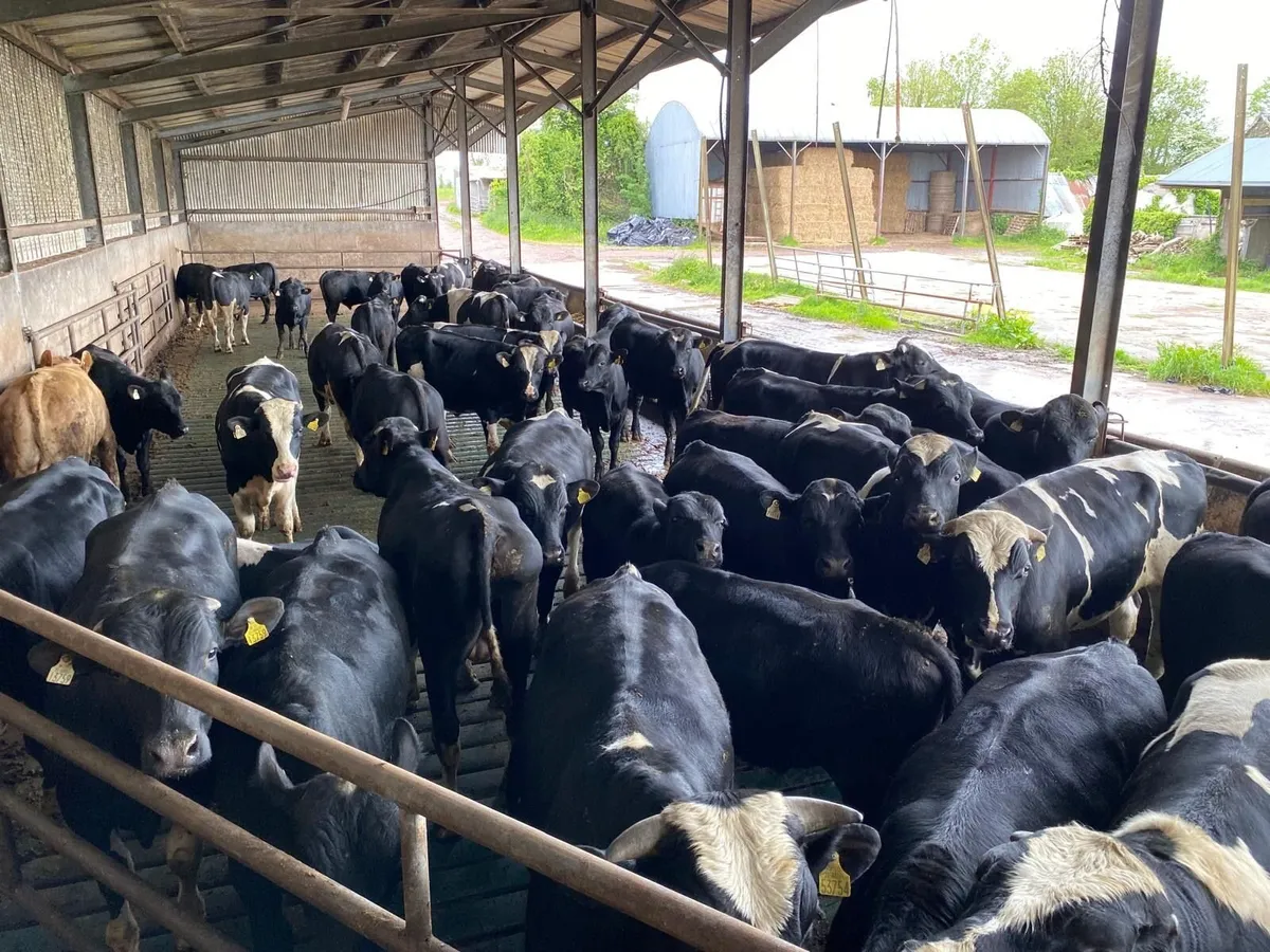 2025 Born Bulls - Image 1