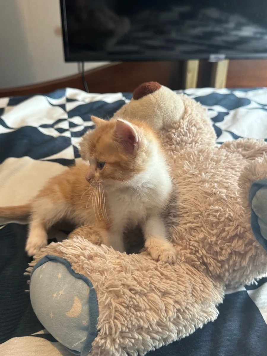 4 beautiful Kittens - Image 1