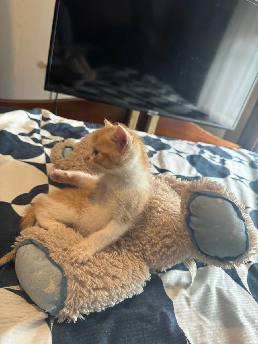 4 beautiful Kittens - Image 2