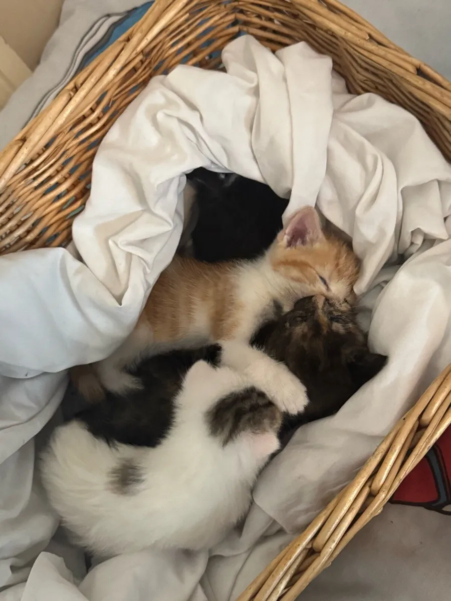 4 beautiful Kittens - Image 3