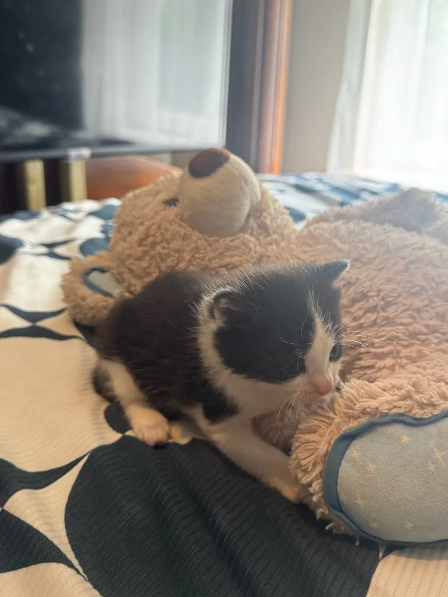 4 beautiful Kittens - Image 4