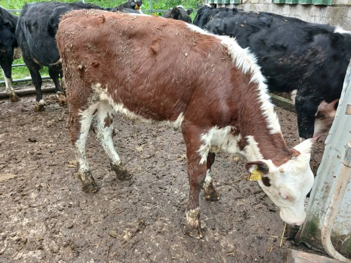 9 hereford  heifer's - Image 2
