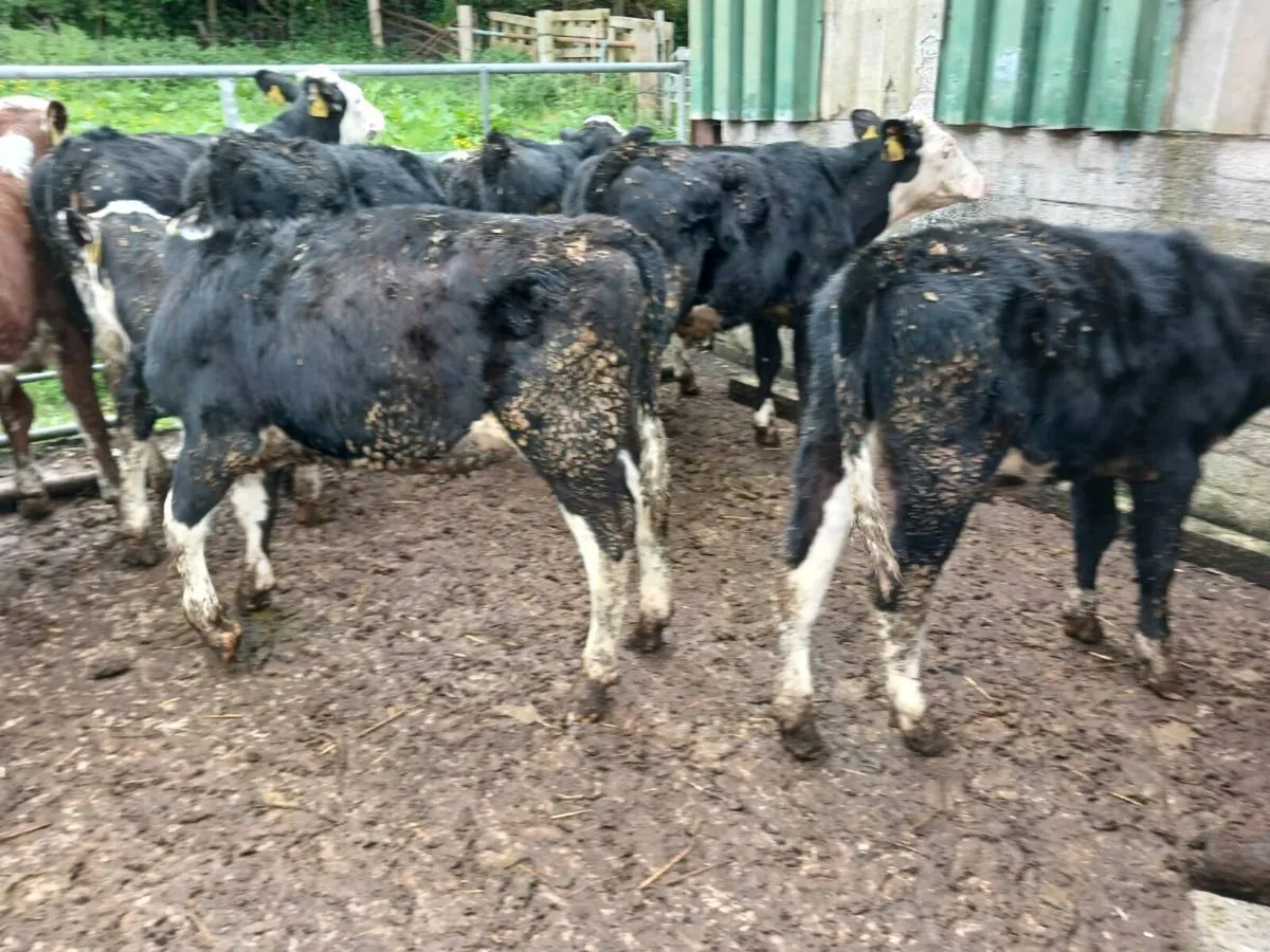 9 hereford  heifer's - Image 3