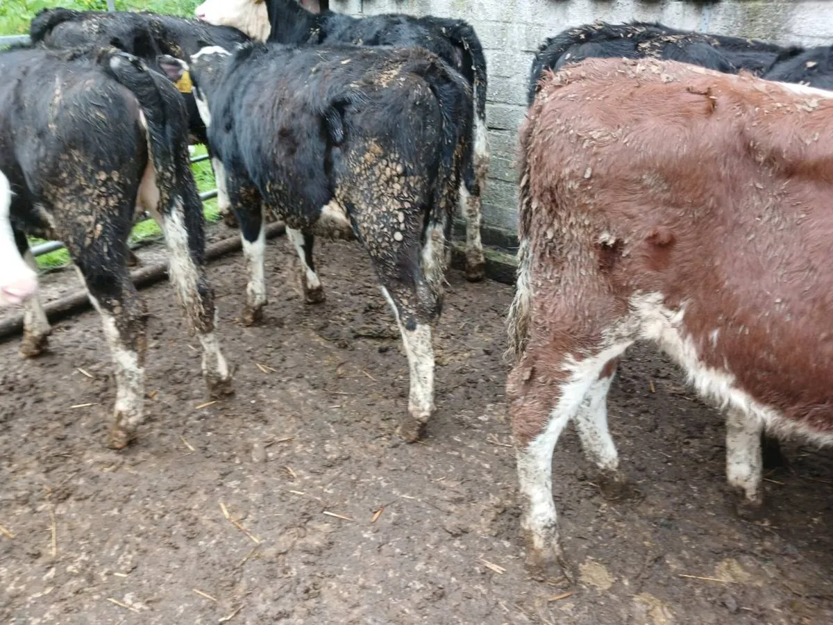 9 hereford  heifer's - Image 4