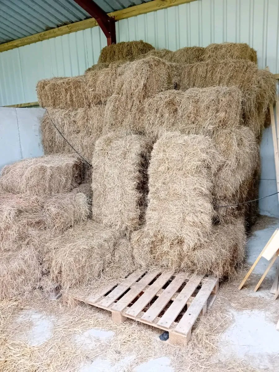 Hay - Image 1