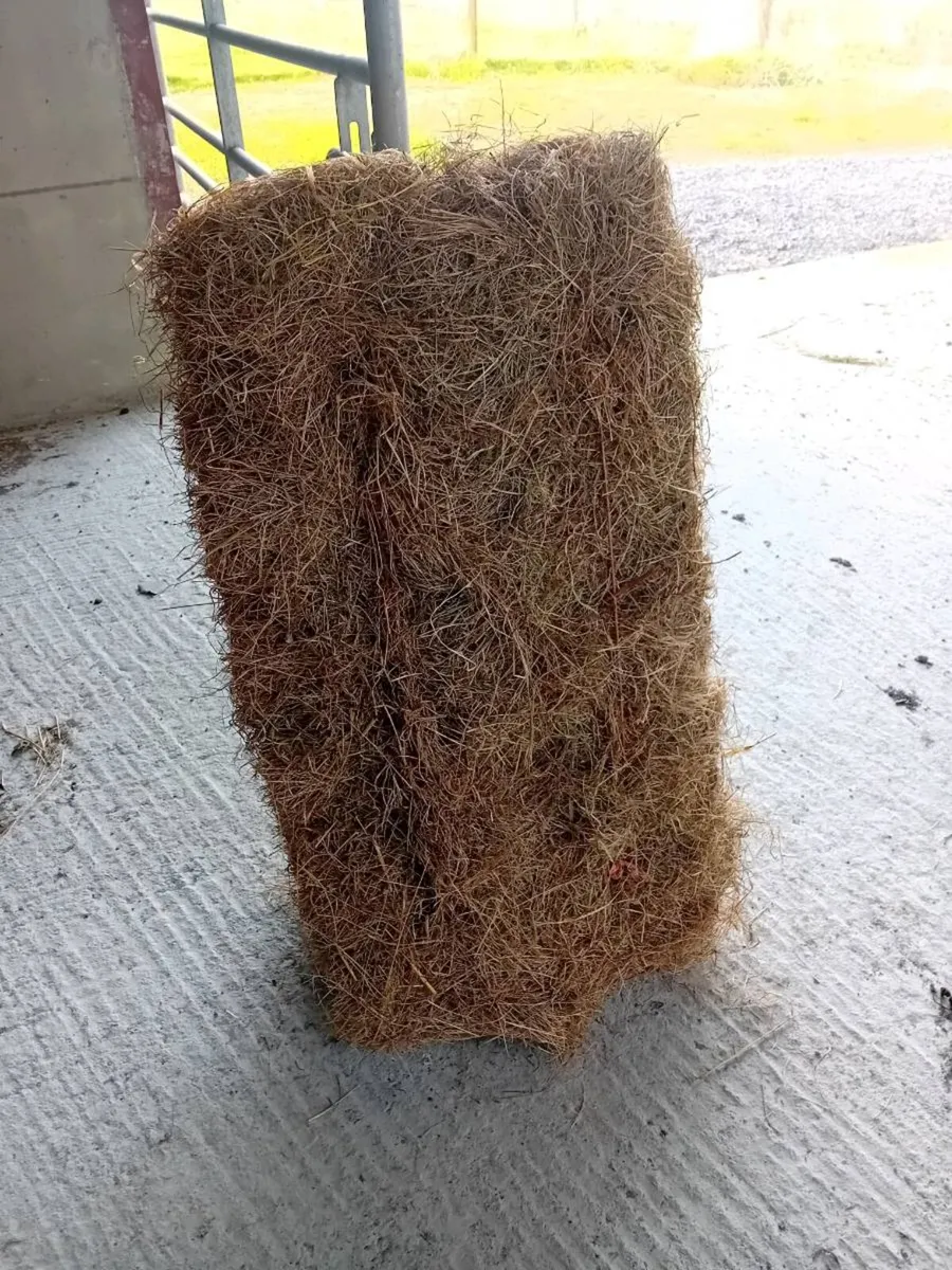 Hay - Image 3