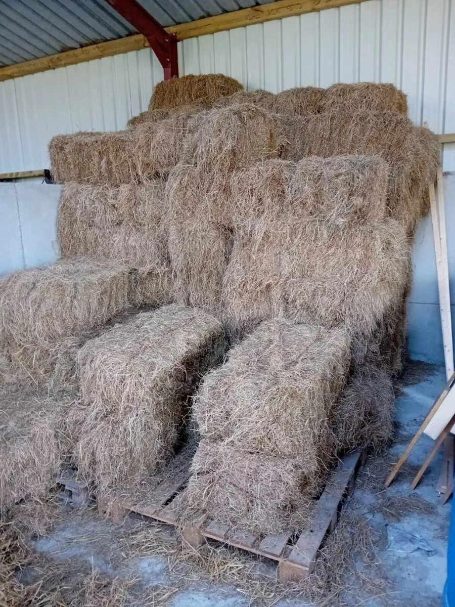 Hay - Image 4