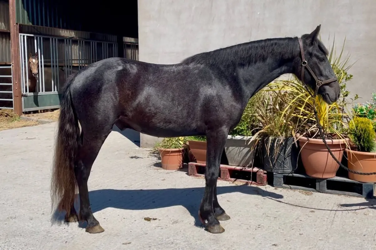 Pony - Image 1