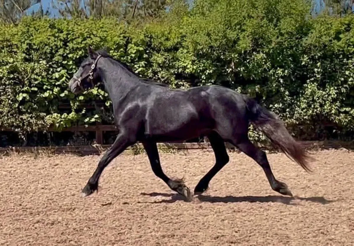 Pony - Image 4