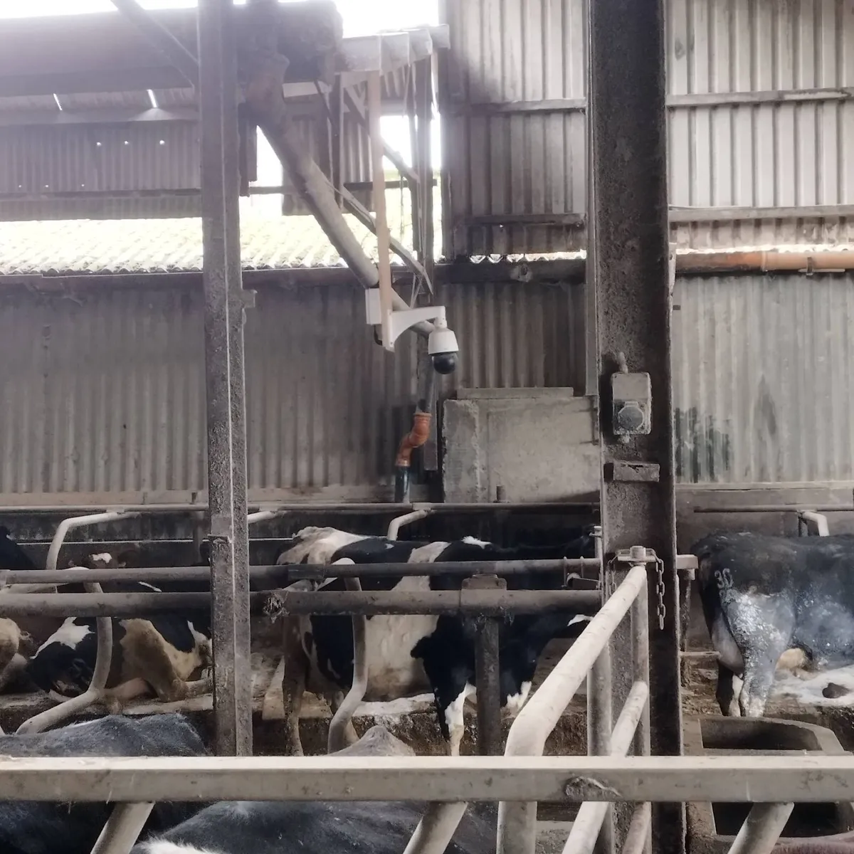 Calving cameras and WiFi - Image 4