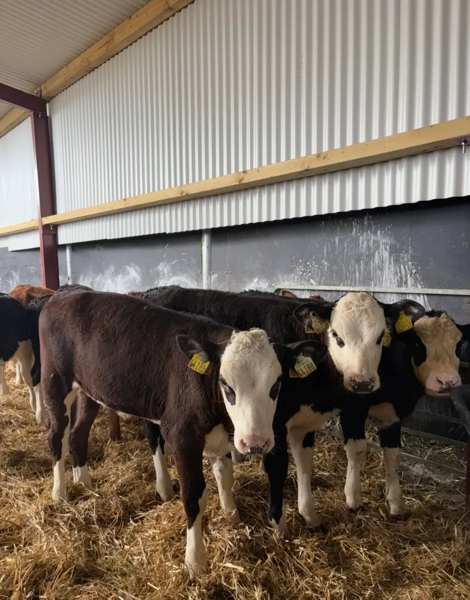 20 super 3-4 month old fully reared heifers🔥🔥 - Image 1