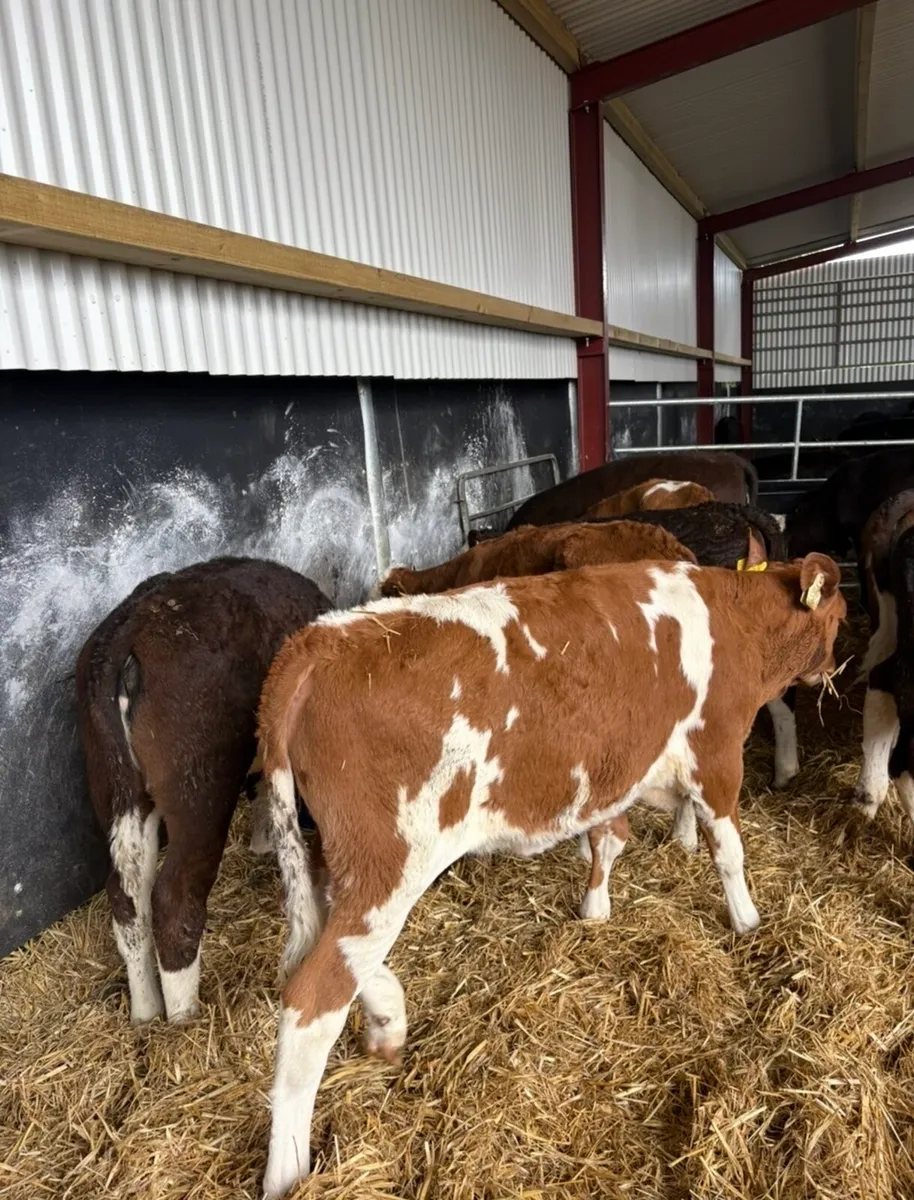 20 super 3-4 month old fully reared heifers🔥🔥 - Image 2