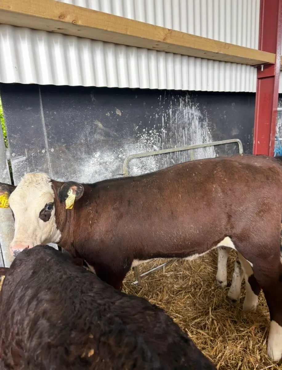20 super 3-4 month old fully reared heifers🔥🔥 - Image 3