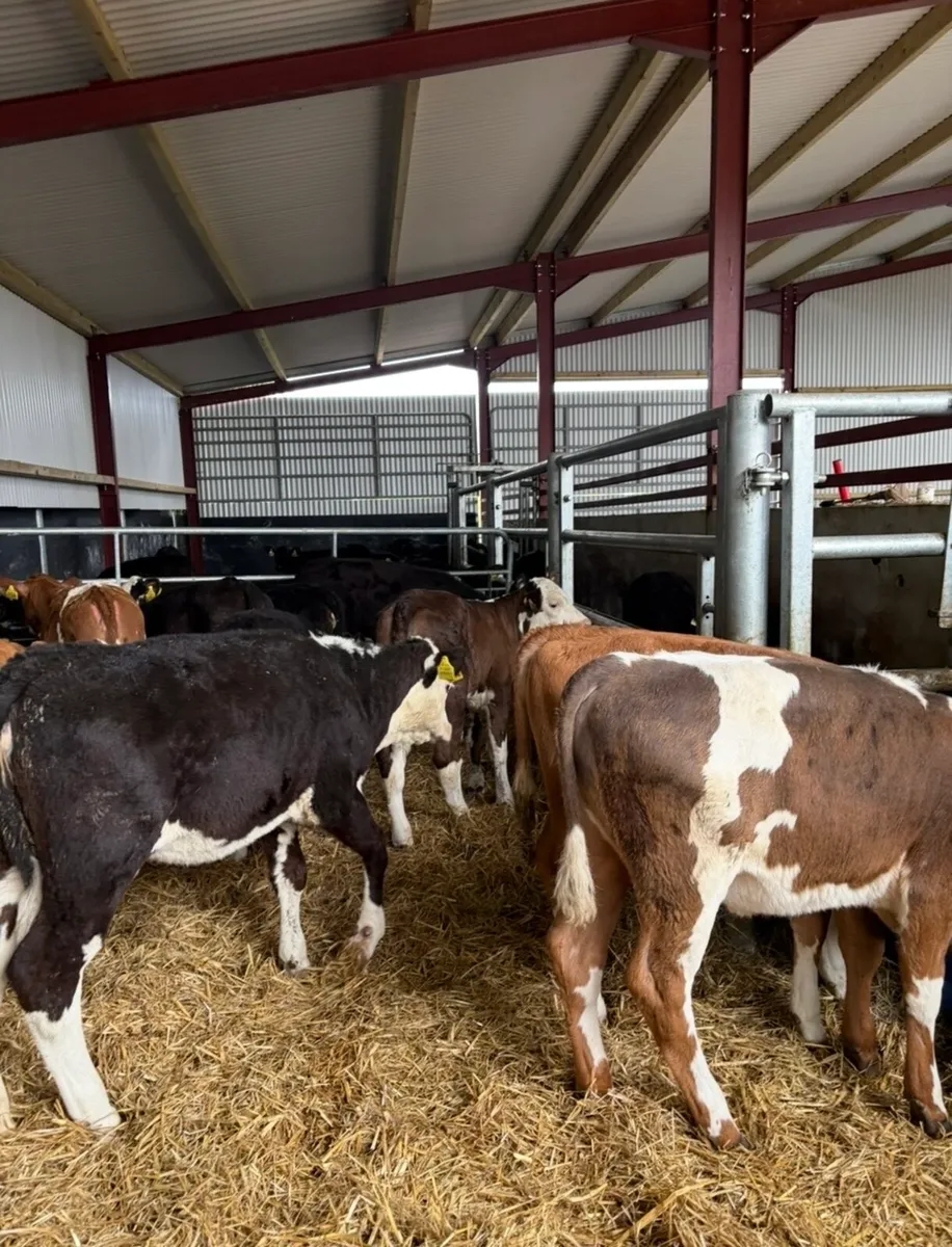 20 super 3-4 month old fully reared heifers🔥🔥 - Image 4