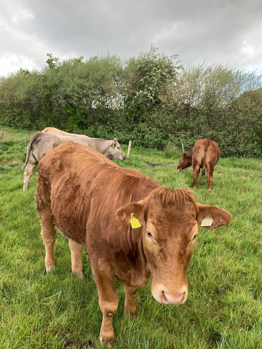 Breeding or Beef Heifers 4 Star - Image 2