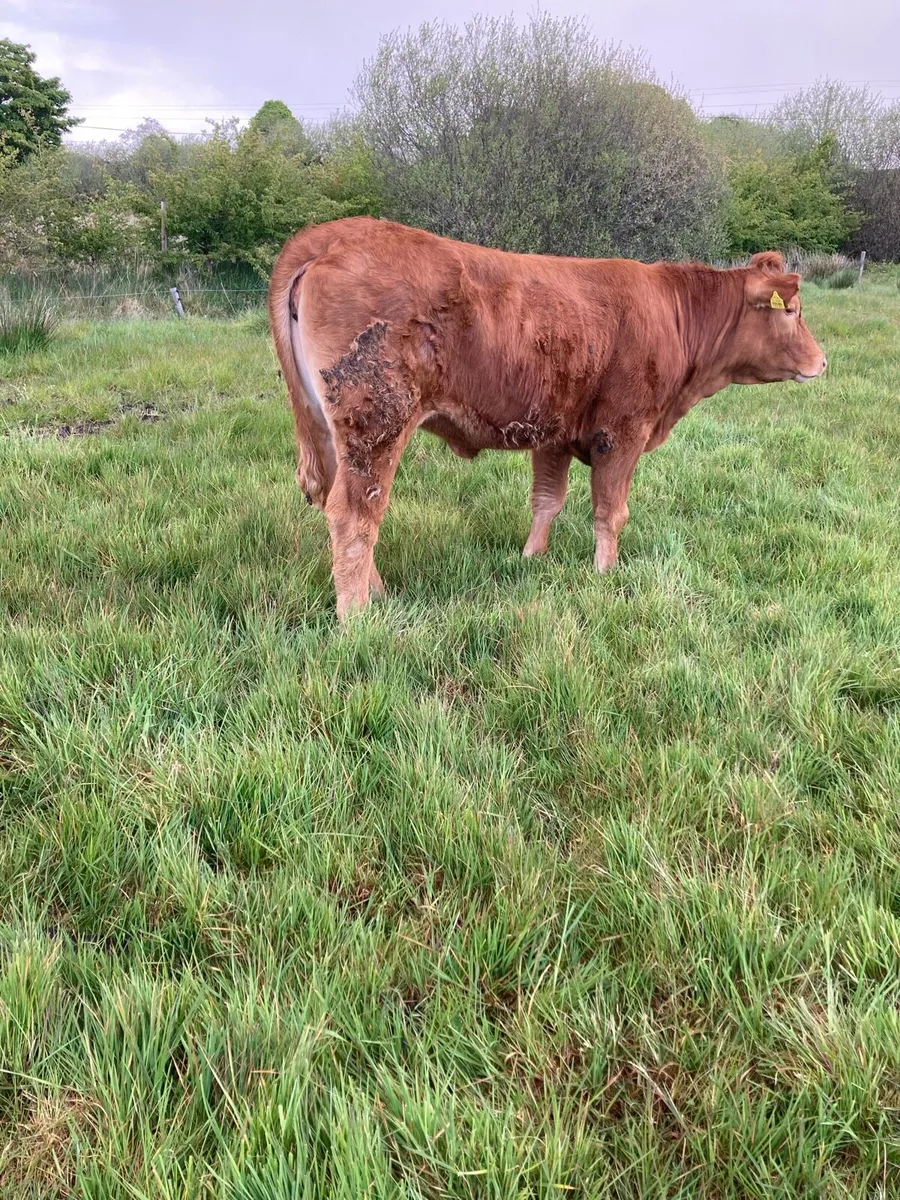 Breeding or Beef Heifers 4 Star - Image 3