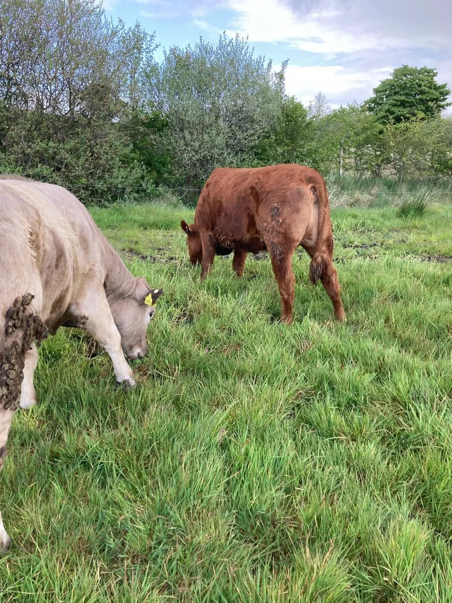 Breeding or Beef Heifers 4 Star - Image 4