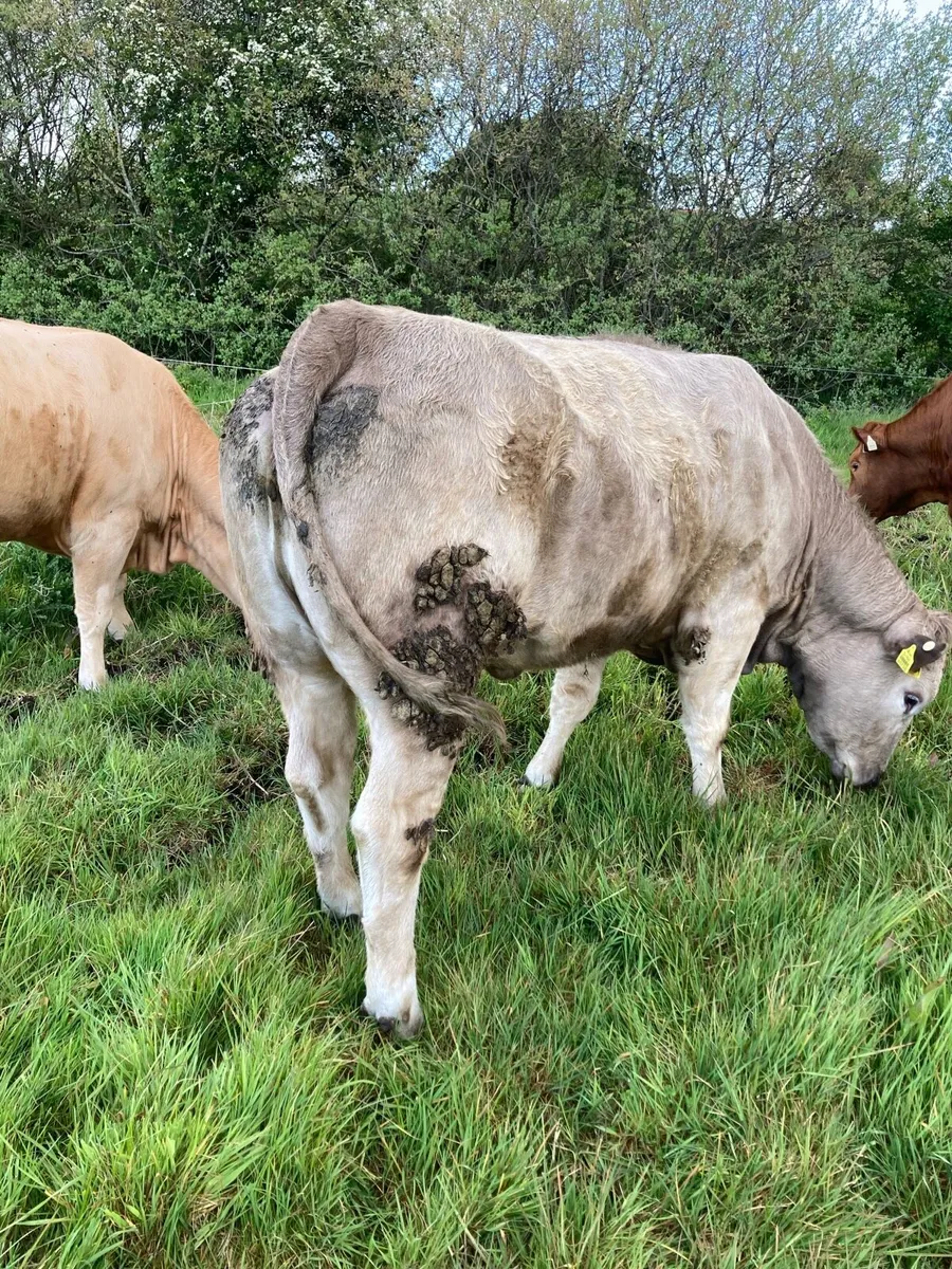 Breeding or Beef Heifers 4 Star - Image 1