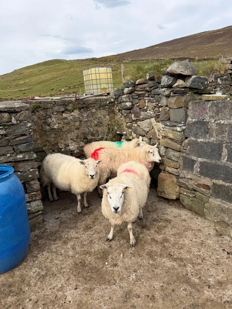 Crossbred ewes for sale - Image 4