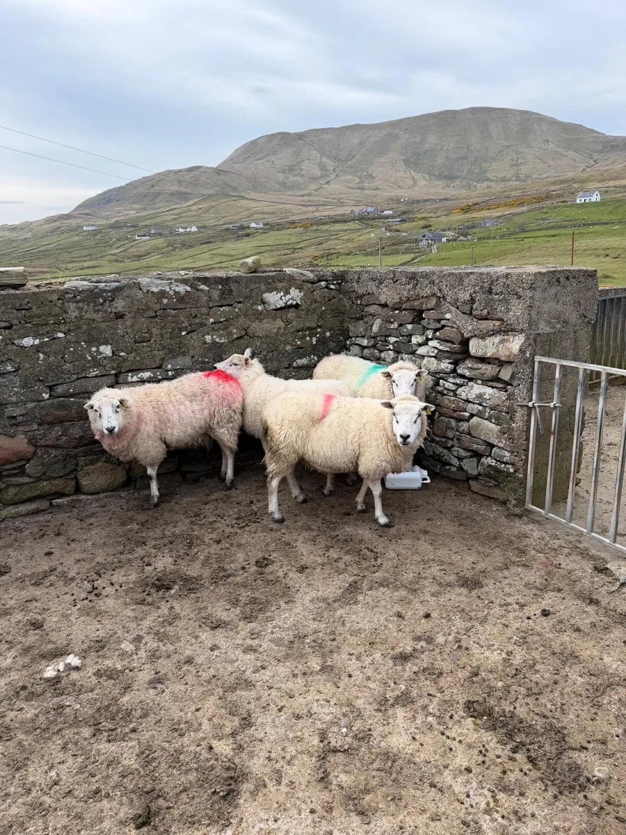 Crossbred ewes for sale - Image 1
