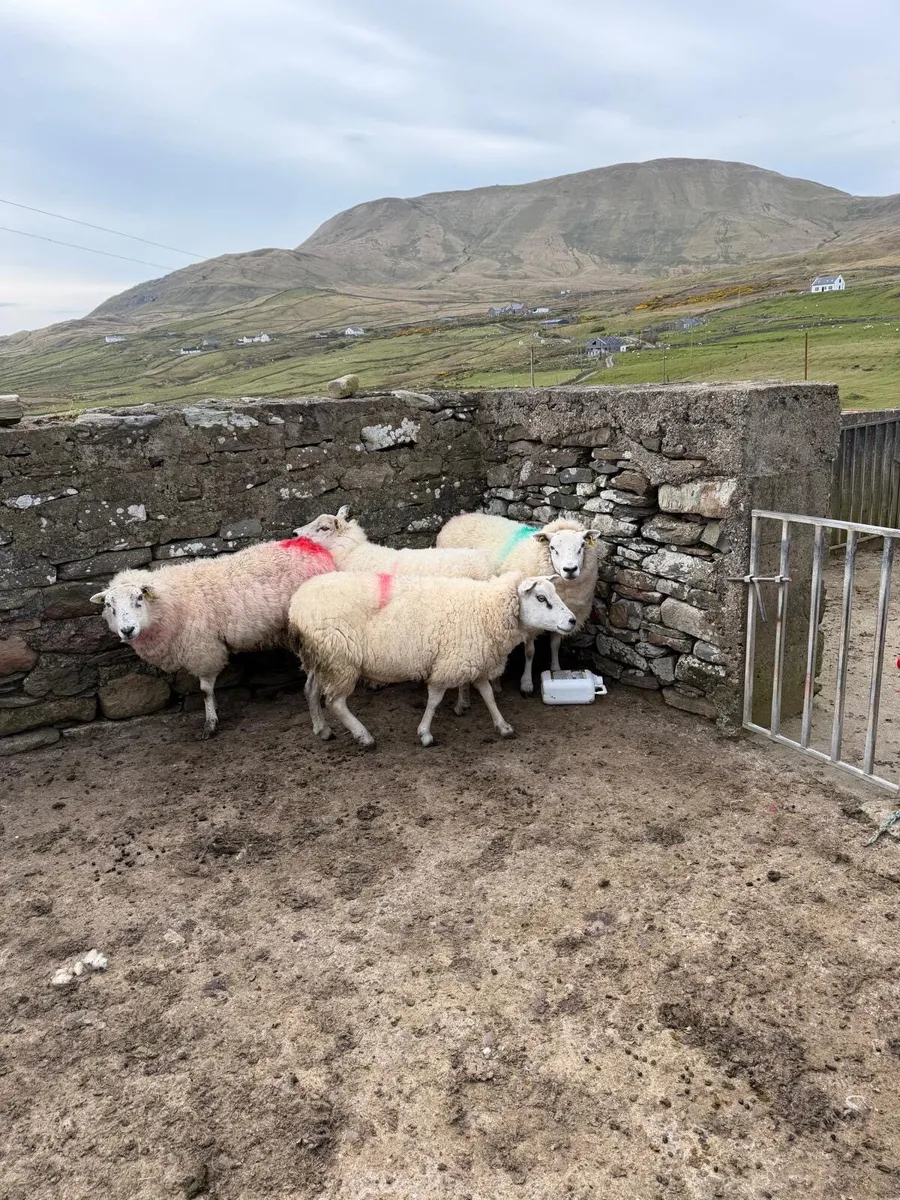 Crossbred ewes for sale - Image 2
