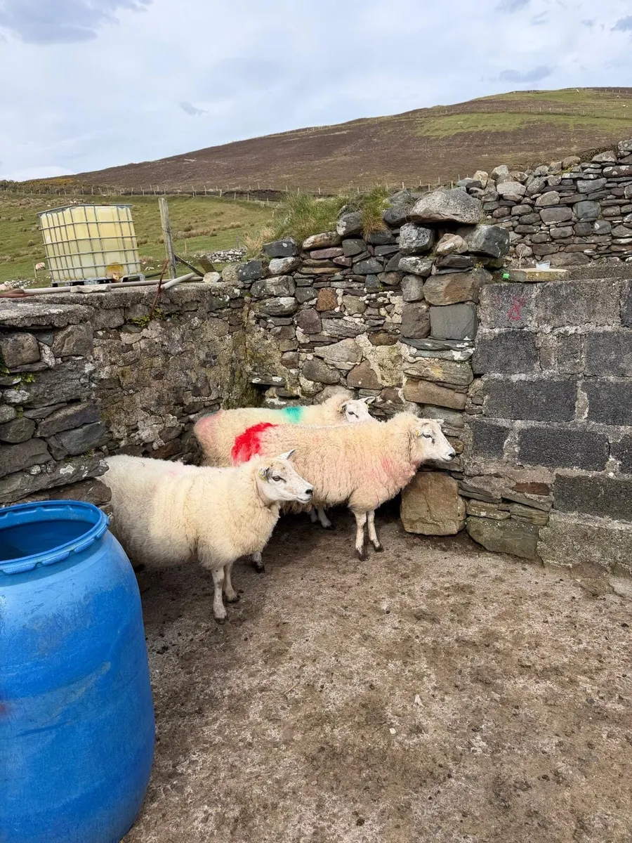 Crossbred ewes for sale - Image 3