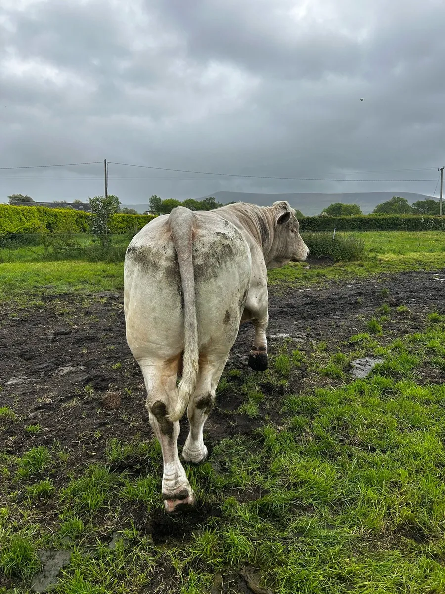 Bull - Image 4