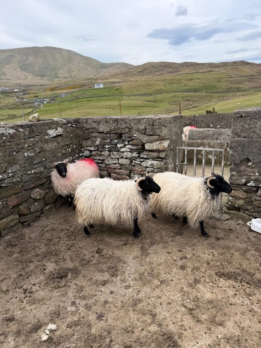 Blackhead ewes - Image 1