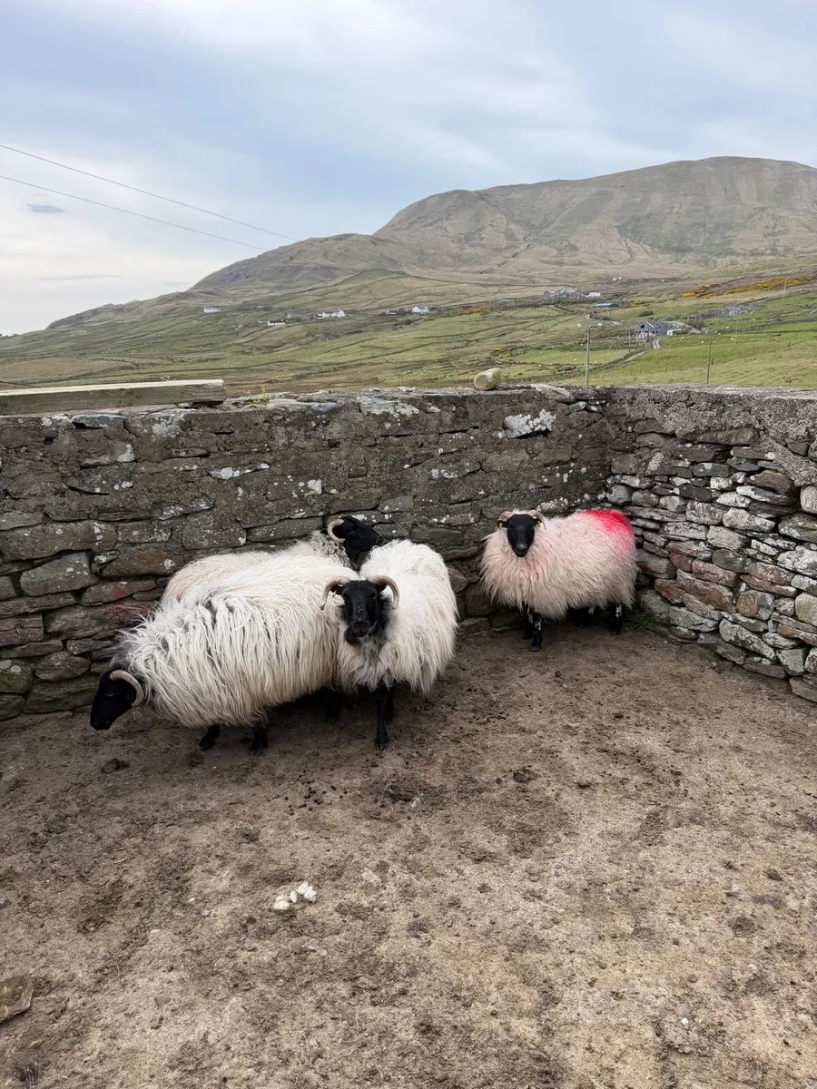 Blackhead ewes - Image 2