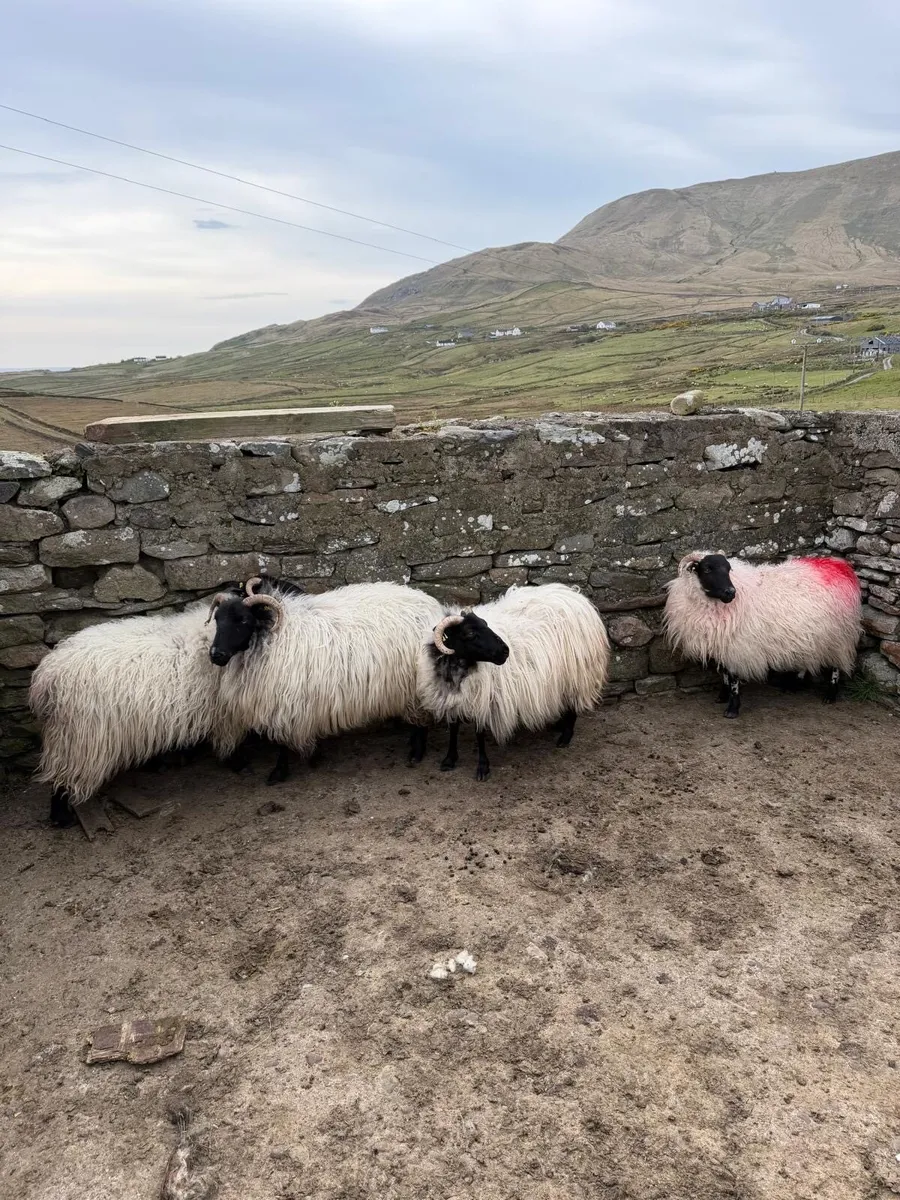Blackhead ewes - Image 3