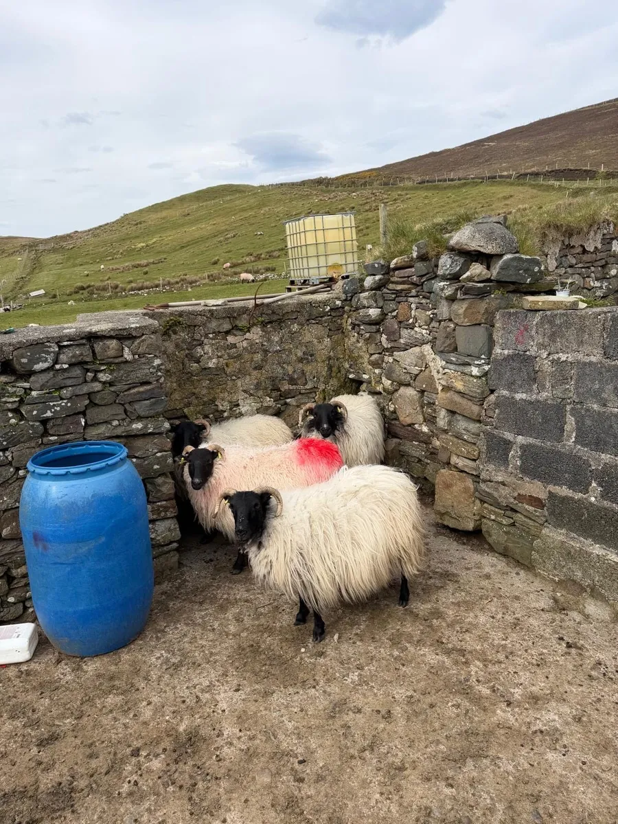 Blackhead ewes - Image 4