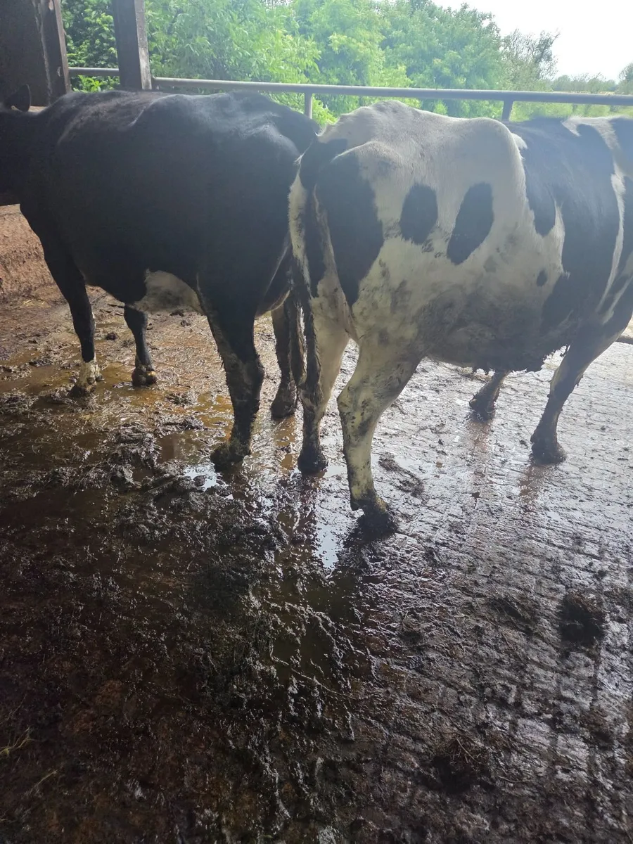 Heifers Springing down to calve - Image 1