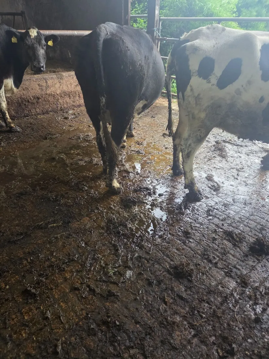 Heifers Springing down to calve - Image 2