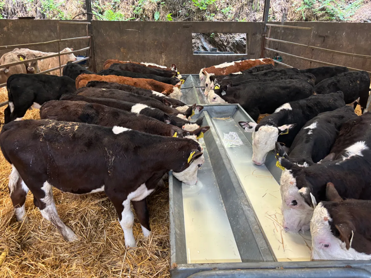 22 Hereford bulls - Image 2