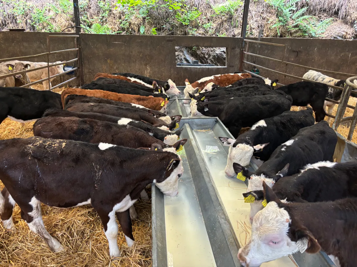 22 Hereford bulls - Image 1
