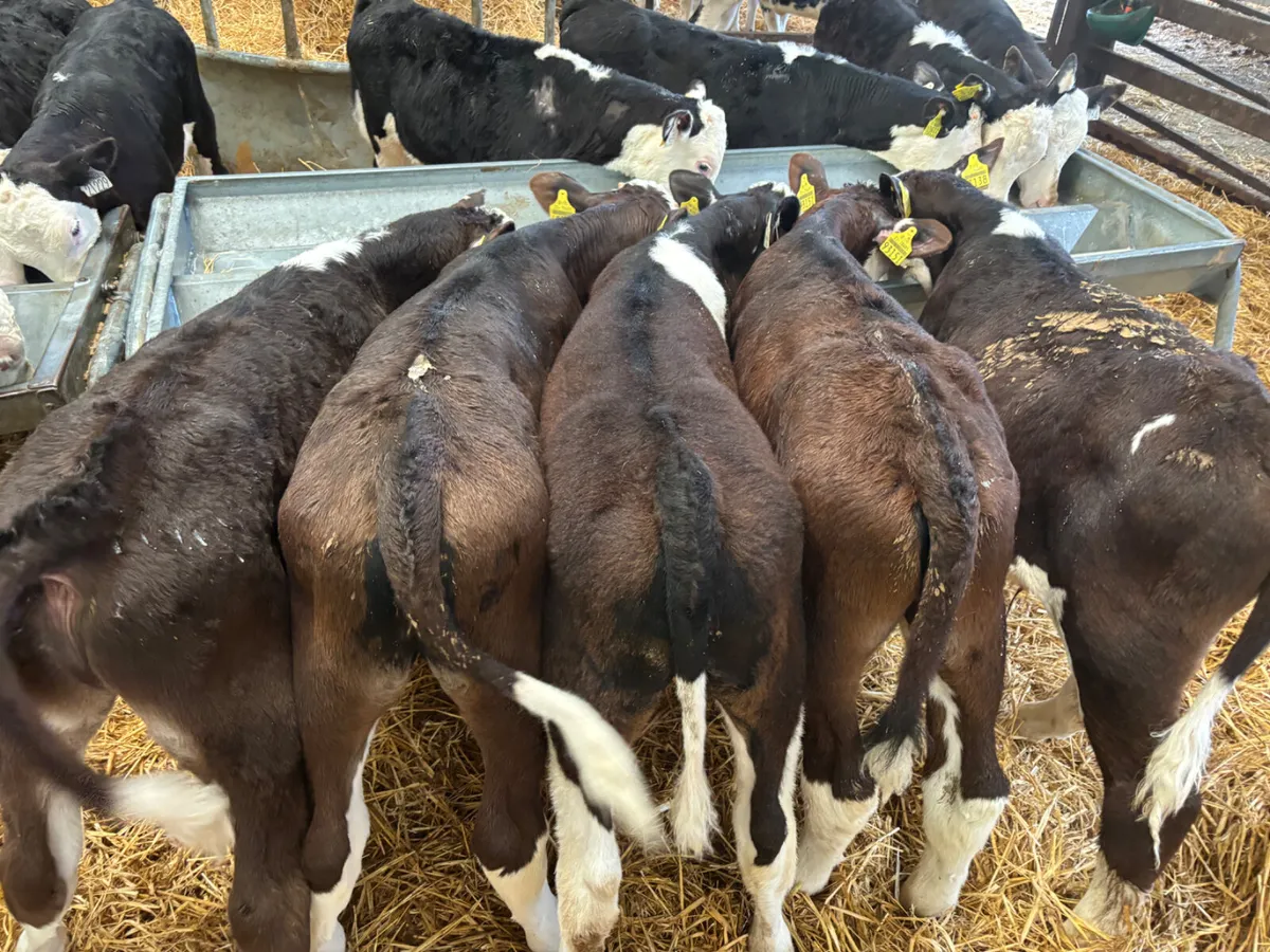 22 Hereford bulls - Image 3