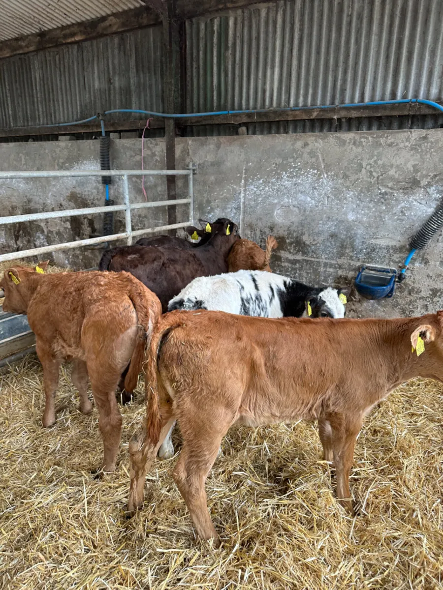 Beef bred heifers - Image 3