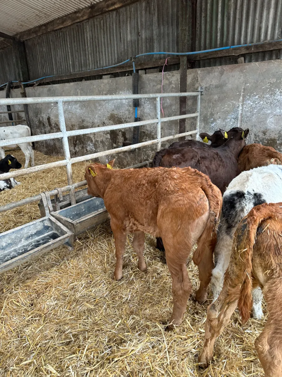 Beef bred heifers - Image 2