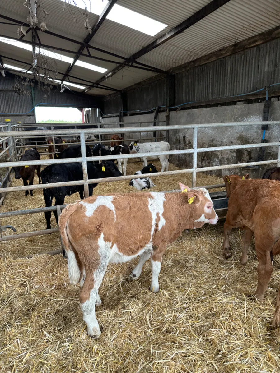 Beef bred heifers - Image 1