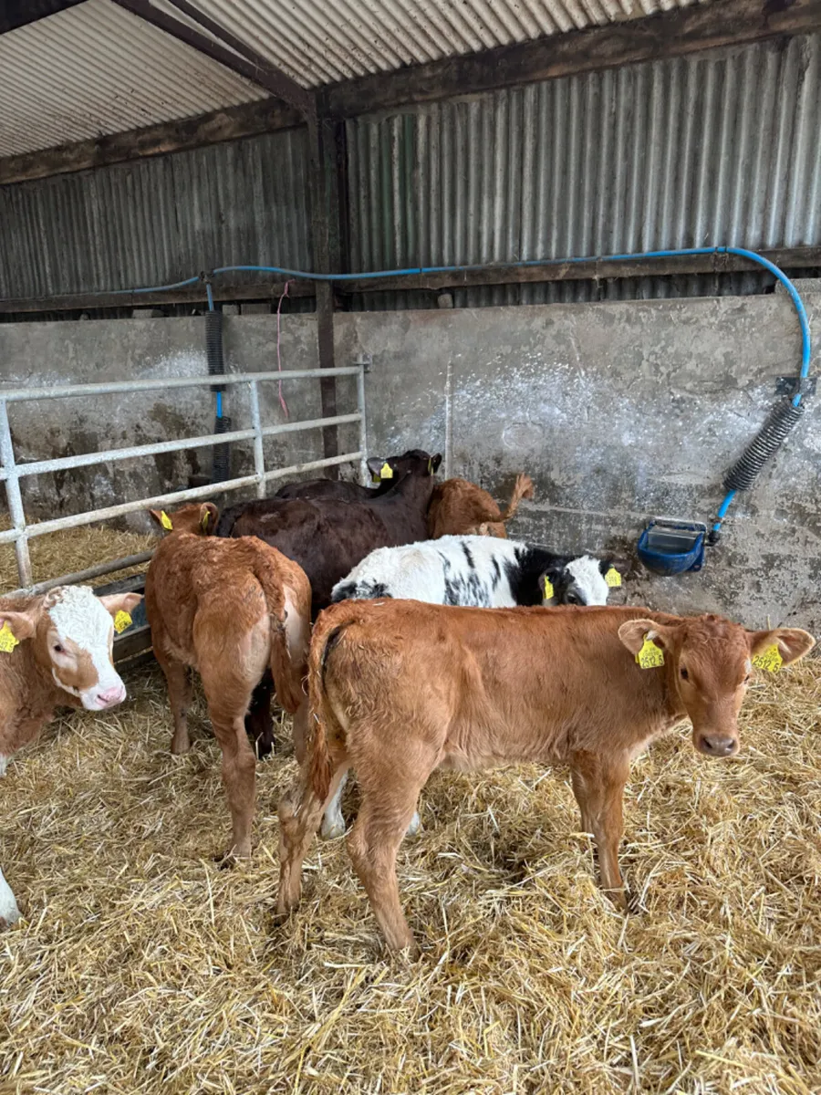 Beef bred heifers - Image 4