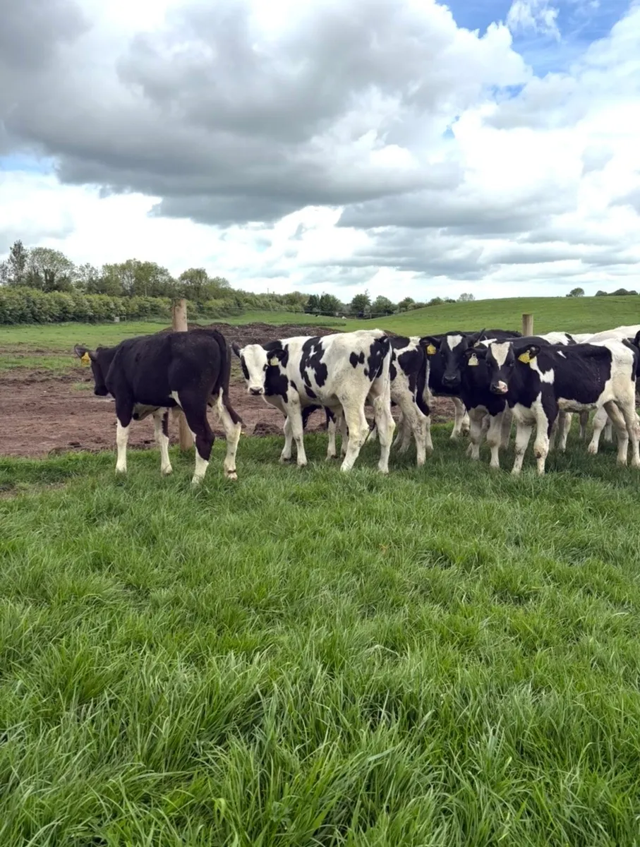 16 super 170kg British fr bull runners - Image 2
