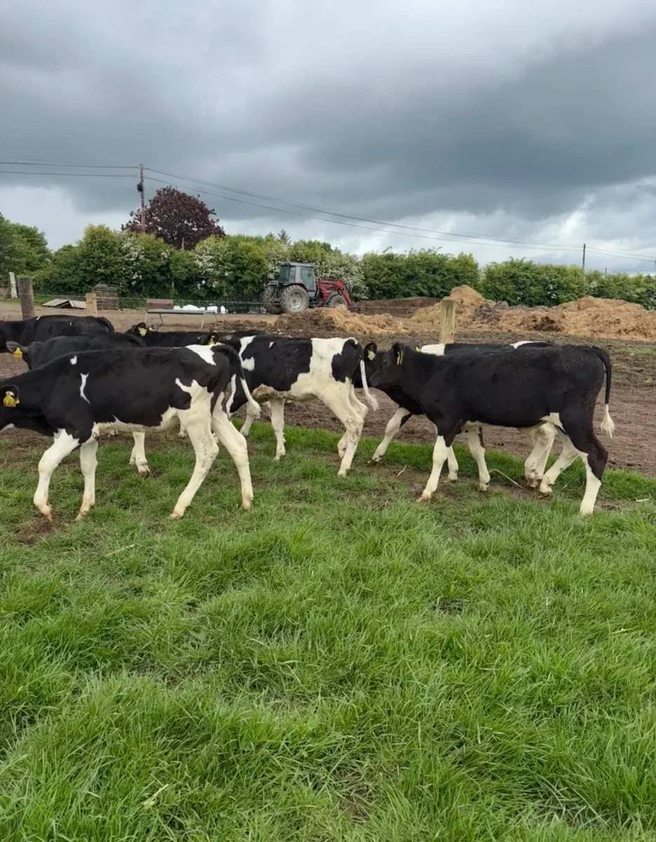 16 super 170kg British fr bull runners - Image 4