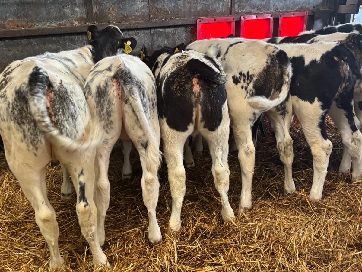 11 Belgian blue heifers - Image 2