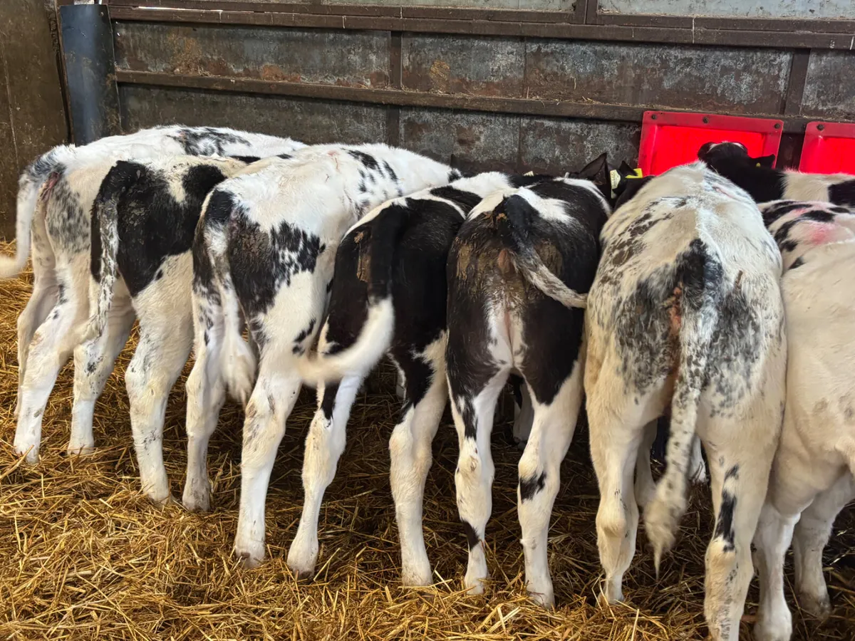 11 Belgian blue heifers - Image 3