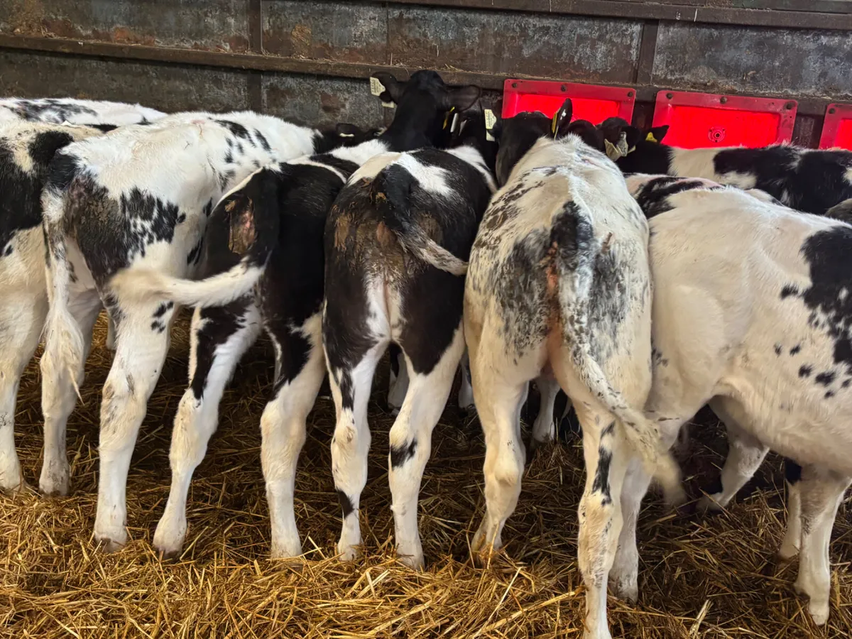 11 Belgian blue heifers - Image 4