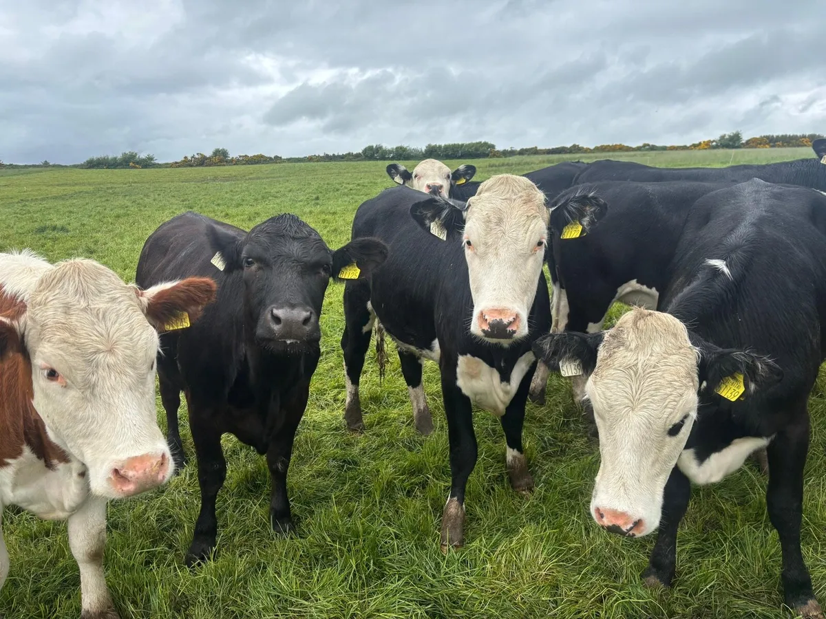 HEIFERS - Image 1