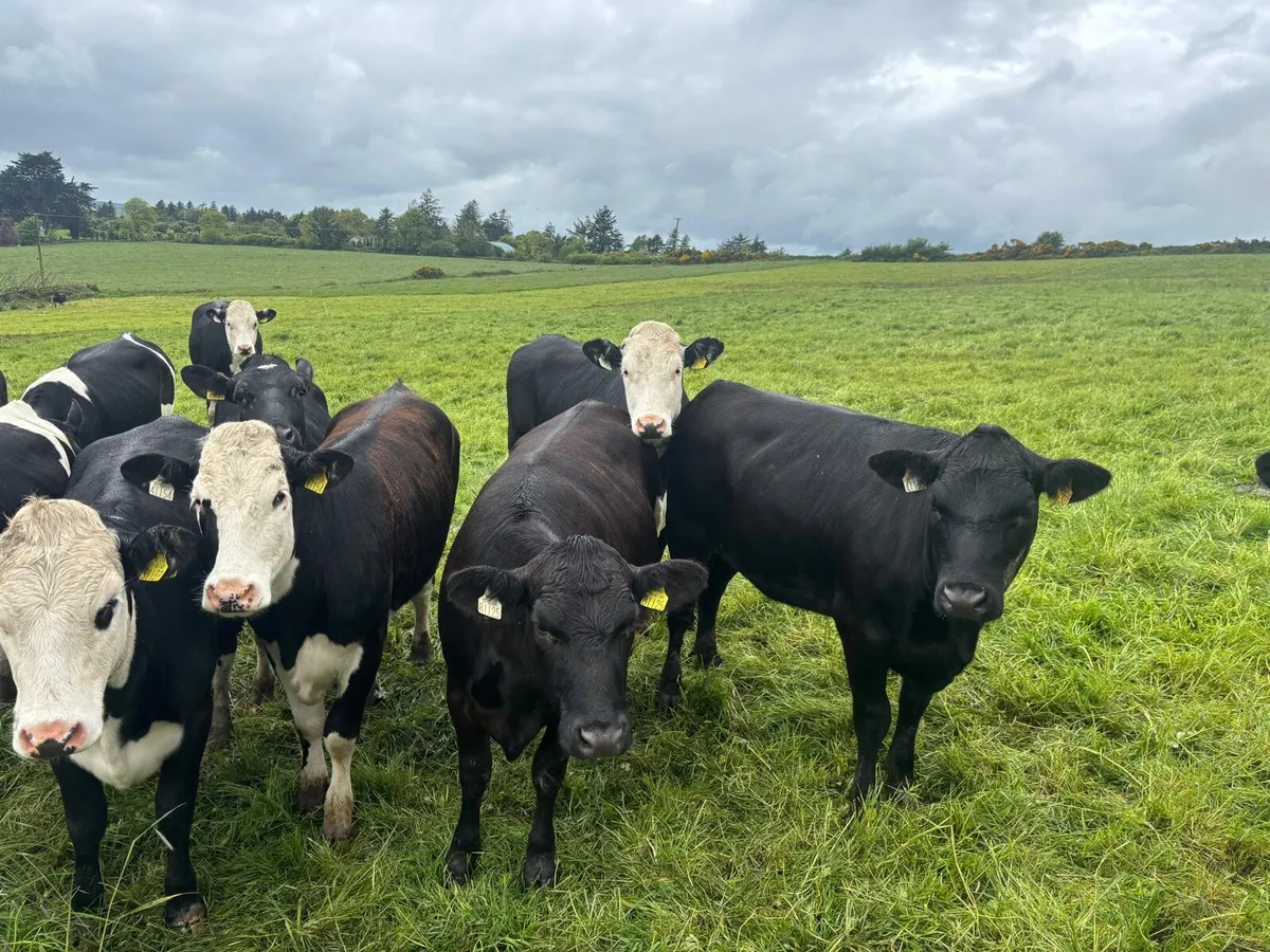 HEIFERS - Image 4