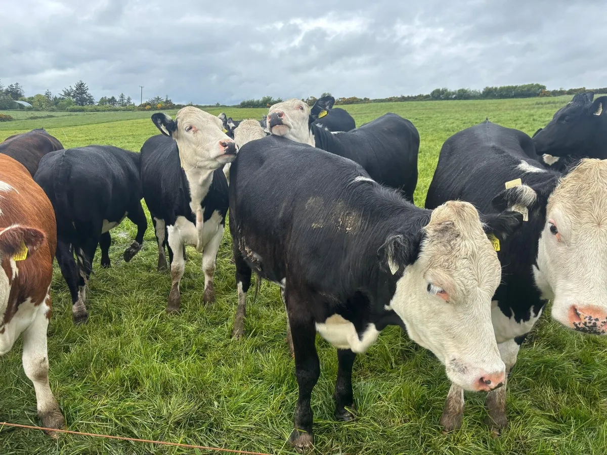 HEIFERS - Image 2