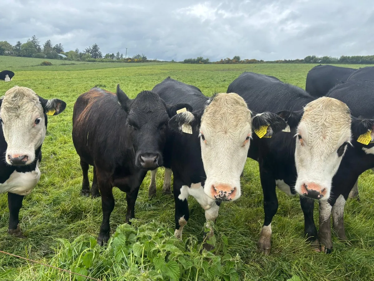 HEIFERS - Image 3